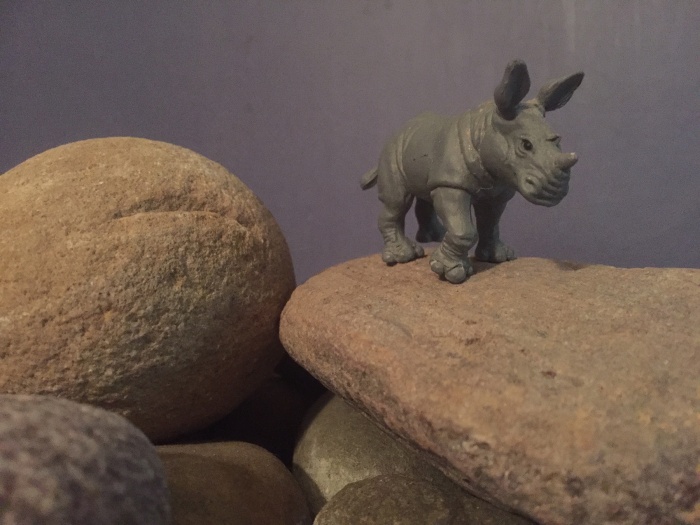 rhino2